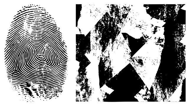 Detailed fingerprint ridges with swirls and loops, paired with high contrast grunge texture biometric identifier, forensic evidence, digital security.