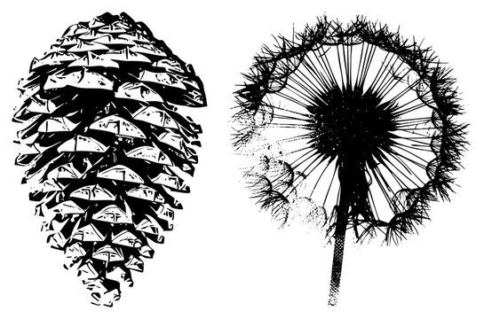 Detailed botanical vector art of pinecone and dandelion seed head, hand drawn style, nature illustration, black and white, textured strokes, isolated foreground elements.