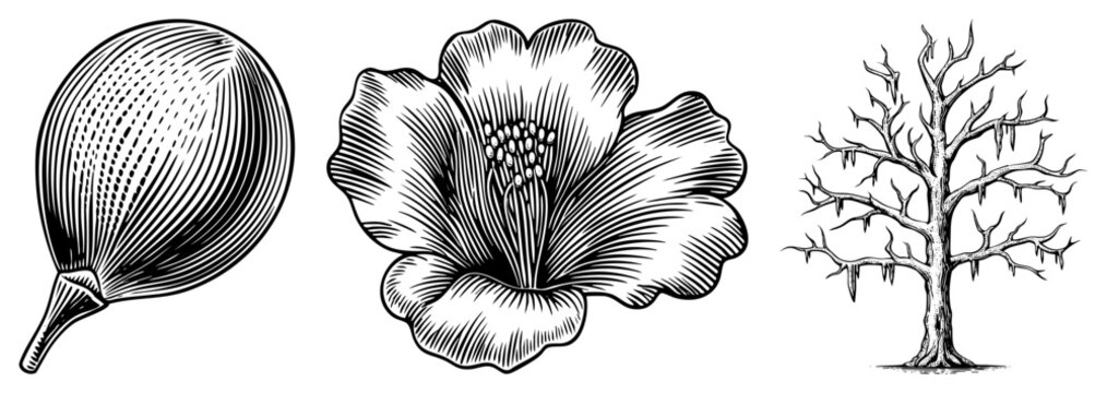 Detailed black and white botanical drawings, fig fruit, hibiscus bloom, bare winter tree, engraved style, natural illustration, vector art.
