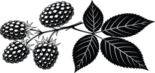 A beautiful black and white vector illustration of a blackberry branch with fruit, perfect for botanical designs, food packaging, and nature-themed logos. © RABBI