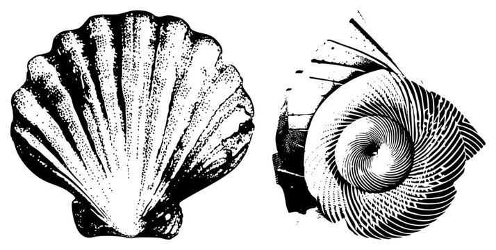 Scallop and nautilus rendered in black and white halftone, classic engraving style, marine biology illustration, oceanic motifs, art, vector graphic.