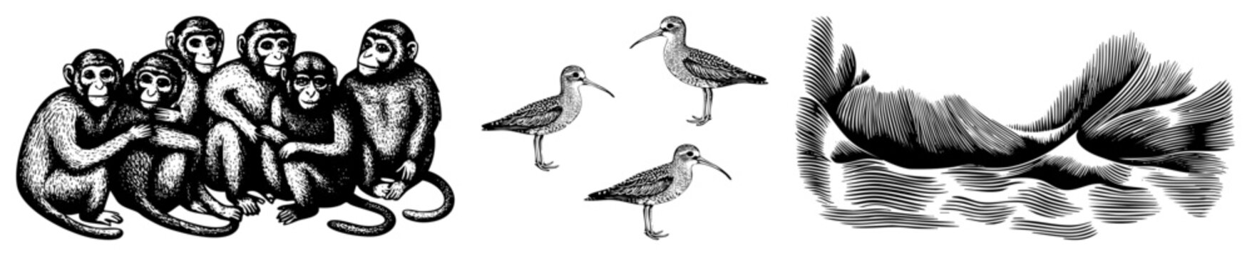 Black and white vector graphic of monkeys and sandpipers, halftone shading, isolated animals, wildlife art, stylized fauna.