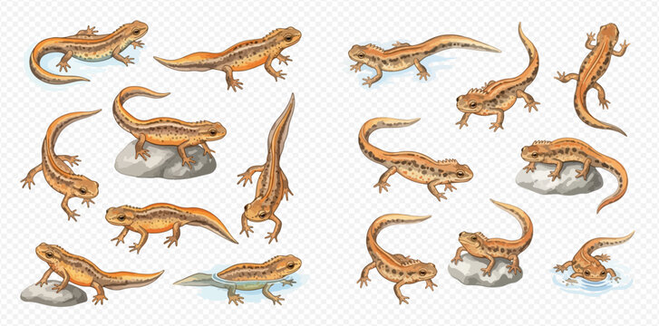 Set of common newt amphibian salamander animal in various poses on transparent background, realistic vector illustration.