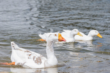 Fototapeta premium Goose and Ducks