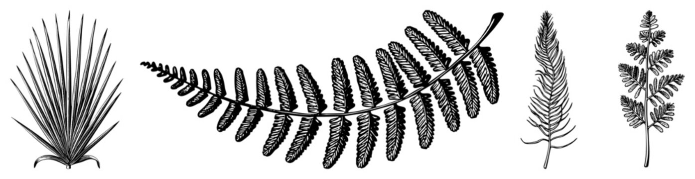 Botanical vector drawings of fern fronds and yucca leaves, detailed art, nature illustration, plant specimens, black and white graphic design.