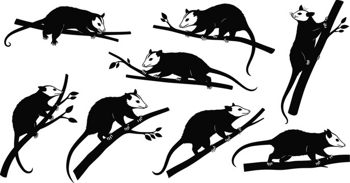 Opossum Climbing Tree Branch Silhouette Icon Set with Arboreal Marsupial Wildlife Animal Poses for Forest Nature Education Conservation Logos and Graphic Design Projects