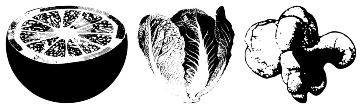 Black and white halftone style depiction of sliced citrus, head lettuce, and ginger root, isolated food graphics for design, culinary, or botanical use.