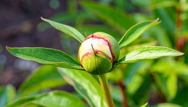 A close-up of a peony bud surrounded by green leaves