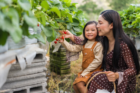 happy woman and preschool child girl picking fresh strawberry together with a wicker basket from the plant in farm