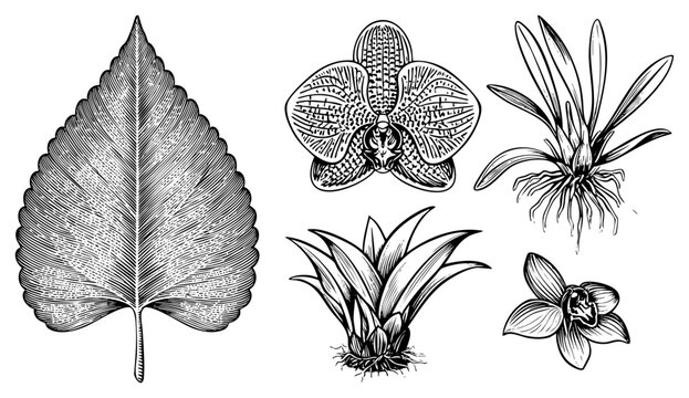 Detailed botanical sketches of leaf and orchid species, engraved art, plant anatomy, scientific illustration, flora study.