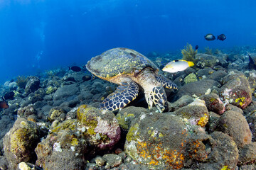 Fototapeta premium Close-up of a Hawksbill Sea Turtle eating among reef rocks and tropical fish