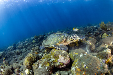 Fototapeta premium Hawksbill Sea Turtle, Eretmochelys imbricata, resting on a rocky reef in Bali