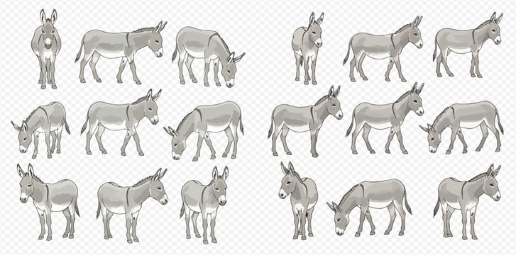 Set of gray donkeys in various poses, including standing, grazing, and looking forward, isolated on a transparent background.
