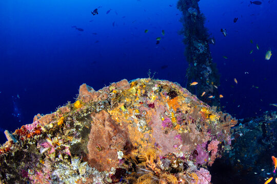 Vibrant tropical reef fish swimming around an encrusted shipwreck underwater