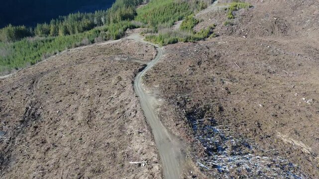 Aerial View of Clear-Cut Forest Revealing Environmental Impact and Deforestation in British Columbia, Canada