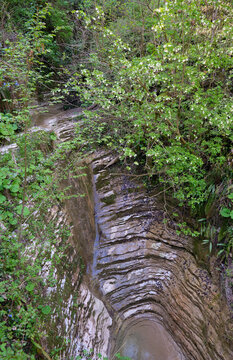 Caucasian bladdernut tree hangs over the gorge in Khosta Yew-Boxwood Grove.