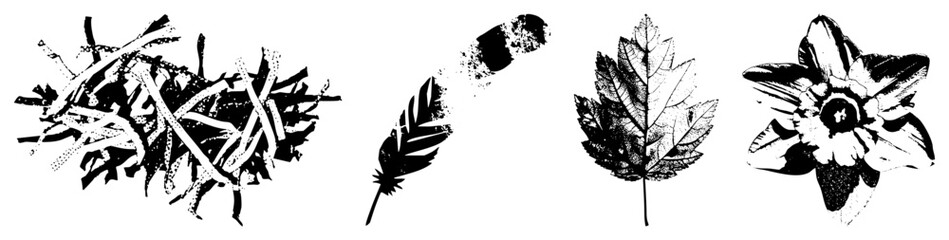Obraz premium Black and white vector illustrations of natural objects bird nest, feather, maple leaf, daffodil flower, rendered in halftone dot, graphic design elements, nature motifs.