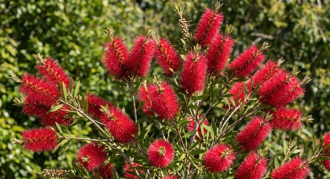 Bottlebrush Callistemon spp
