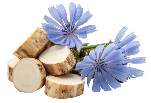 Chicory root and flowers blue purple isolated on a transparent background