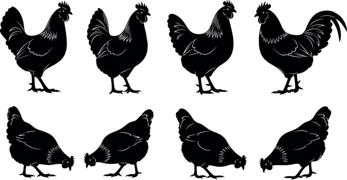 Chicken silhouettes vector illustration showing standing and feeding postures, farm animals, poultry concept, agriculture, livestock, bird behavior, rural life
