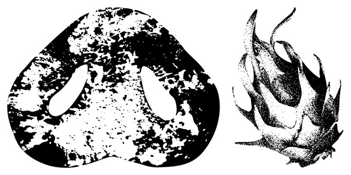 Graphic design featuring textured organic forms and halftone dragon fruit cutout, vector art,, stylized fruit, abstract, isolated elements.