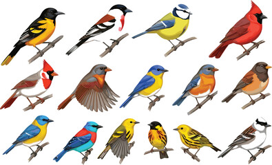 Colorful songbirds vector illustration set with various species perched on branches in detailed realistic style for nature and wildlife design © MDShahin
