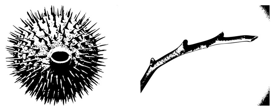 Stylized burrs with sharp spines and gnarled branch with bark texture, black and white vector art, botanical illustration, nature elements, isolated foreground.