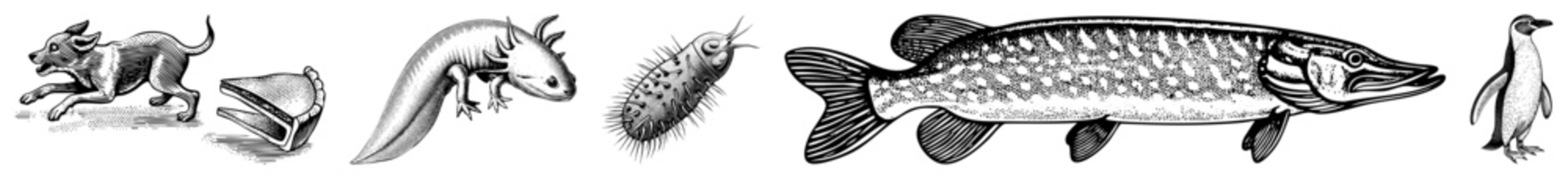 Dog, axolotl, millipede,, penguin rendered in vintage engraved style,, detailed art, wildlife illustration.