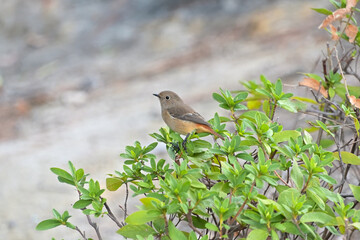 ツツジの枝先にとまった雌のジョウビタキ © FUJIOKA Yasunari