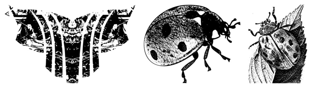 Three black and white vector illustrations abstract mirrored, ladybug in dot matrix, ladybug on leaf. Artistic graphic design, isolated elements, halftone texture, glyph style.