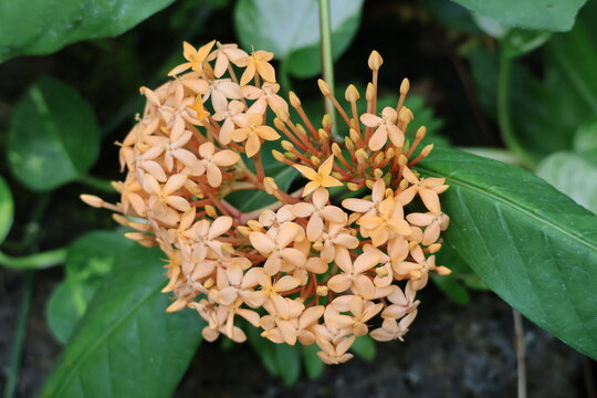 flower of Chinese ixora