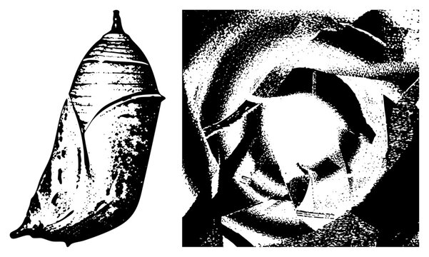 Chrysalis transforming into butterfly, pupa stage, metamorphosis artwork, halftone vector graphic, nature illustration, life cycle symbol.