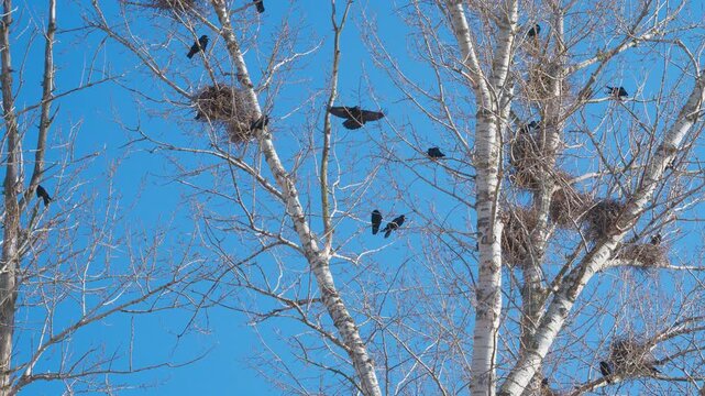 Birds nesting on branches. Vivid blue sky showcases nesting birds and fluttering blackbirds. Closeup image of tree branches filled with nests and active birds during spring