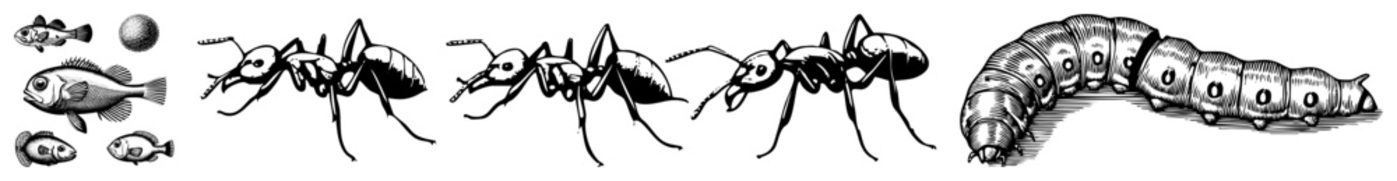Vector illustration of ants and caterpillar with fish, detailed art, scientific drawing style, isolated foreground elements.