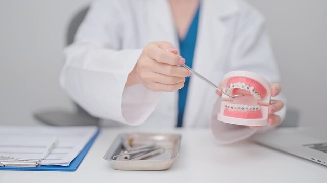 Dentist with Orthodontic tooth model and bracket or brace. Clean and Scrape off tartar. May Orthodontic Health Day, March Oral health, Dentist Day, False Teeth. Toothache and Children Dental Health