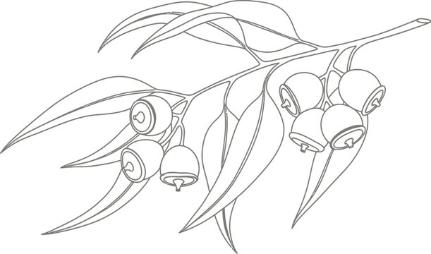 Elegant line art illustration of a eucalyptus branch with distinctive leaves and charming gumnuts, perfect for botanical and natural design projects.