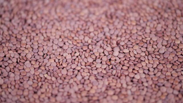 Closeup of red lentils with warm lighting and detailed surface features. Highly detailed macro shot showing granular texture and subtle color differences in red lentils