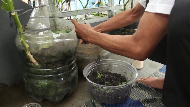 Hands Planting Chili Seedlings in Recycled Plastic Container &ndash; Urban Gardening Concept