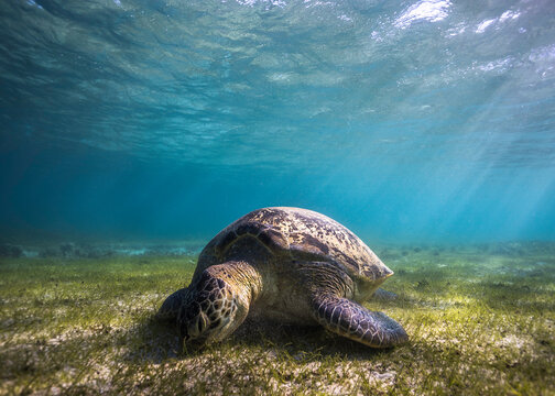 A peaceful and minimalist image of a large Green sea turtle underwater grazing on the seagrass bed with sunrays shining in 