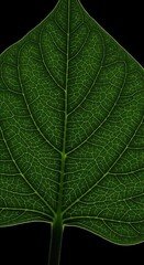 Fototapeta premium Detailed Macro View Of A Vibrant Green Leaf Vein Pattern On Black Background