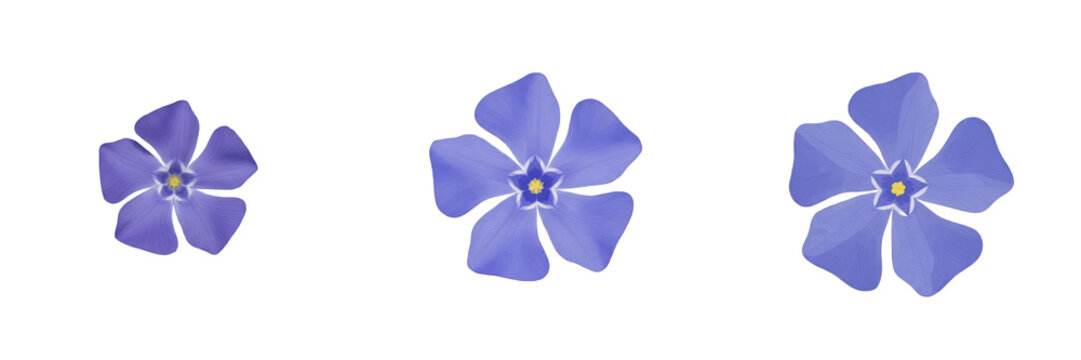 Three vibrant blue periwinkle vinca flowers with five petals isolated on a clean white background.