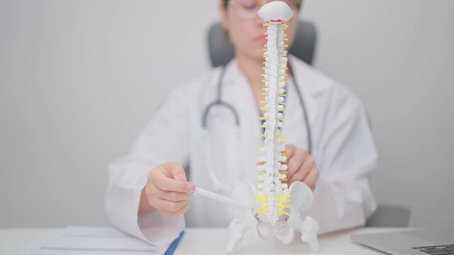 Doctor with human Spine anatomy model. Spinal Cord Disorder and disease, Back pain, Lumbar, Sacral pelvis, Cervical neck, Thoracic, Coccyx, Orthopedist, chiropractic, Office Syndrome and health