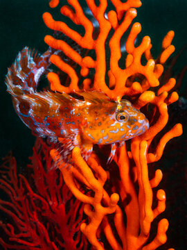 A vibrant orange color, Ornate Klipfish (Clinus ornatus), close up, perched in a sea fan underwater with a beautiful pattern on its skin and dorsal fin extended portrait
