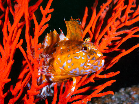 A vibrant orange color, Ornate Klipfish (Clinus ornatus), close up of its head, perched in a sea fan underwater with a beautiful pattern on its skin and dorsal fin extended