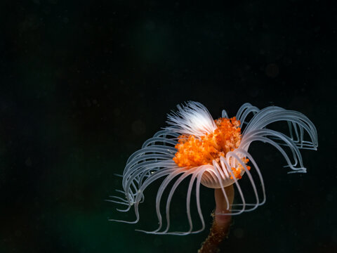 Macro close-up image of a Tubular hydroid polyp (Tubularia warreni) underwater with a dark background