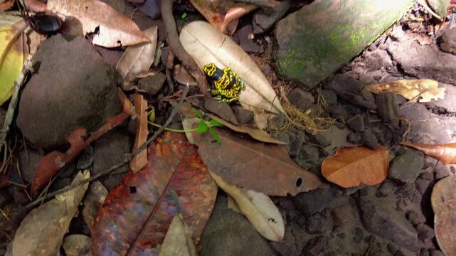 Tepuy poison dart frog or Canaima yellow-and-black poison dart frog (Adelphobates pinnatus), a highly venomous species, among dry leaves in Canaima, Venezuela