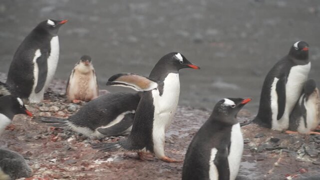 Tracking shot follows gentoo penguin walking past active nesting colony with fluffy chicks and flapping adults on guano-stained rocky ground at Point Wild, Elephant Island, Antarctica