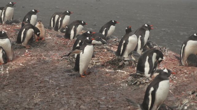Close-up view of busy gentoo penguin colony nesting and interacting on guano-stained rocky ground at Point Wild, Elephant Island, on overcast Antarctic day