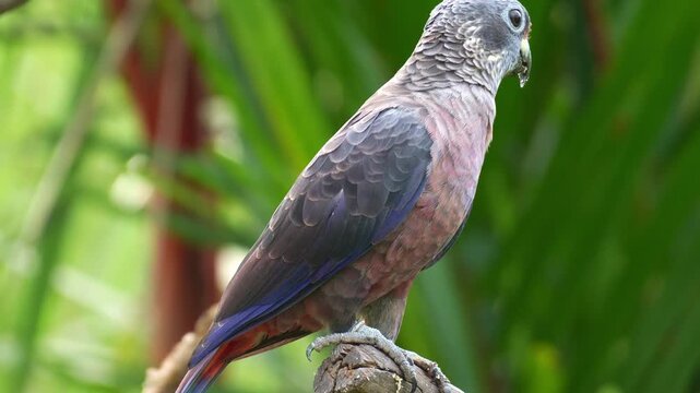 A Dusky Parrot (Pionus fuscus) perches on a branch with food crumbs on its bill, spreads its wings, and flies away, close up shot.