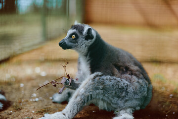 Fototapeta premium Lemur ring-tailed primate zoo wildlife animal mammal sitting on ground holding a small branch, closeup portrait with expressive eyes, soft fur and striped tail in enclosure setting.
